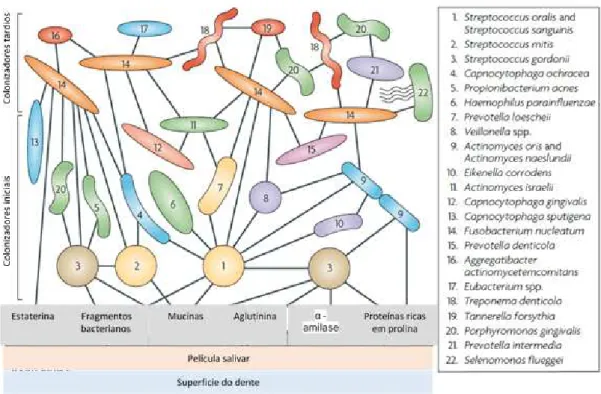 Figura  2  -  Modelo  espácio-temporal  da  colonização  bacteriana  oral.  Reconhecimento  dos  recetores  da  pelicula  salivar  pelos  colonizadores  iniciais  Streptococcus  gordonii,  Streptococcus  mitis,  Streptococcus  oralis  e  Streptococcus  san
