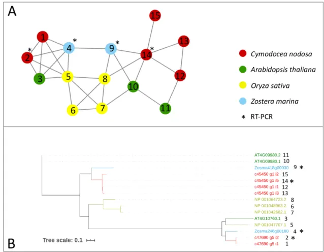 Figure 1. Orthologs/paralogs networks of writers: (A) MTA and MTB writers (NET_3623). Circles represent  proteins per species, according to the legend