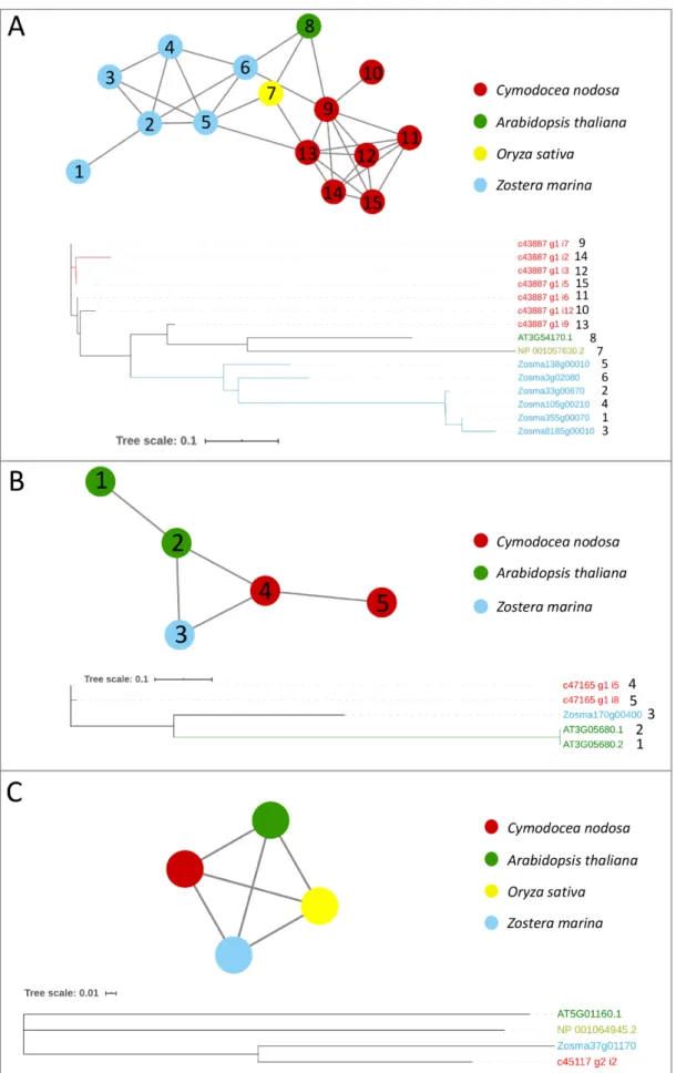 Figure 2. Orthologs/paralogs networks and phylogenetic trees of additional writers: (A) FIP37 (NET_2064); 