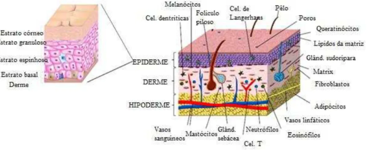 Figura 1 - Anatomia da pele humana (Adaptado de Abdallah, Harrad &amp; Pawar, 2015) 