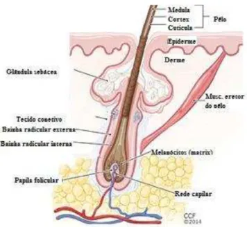 Figura 2 - Constituição anatómica do pêlo (Bergfeld &amp; Vigi, 2015) 