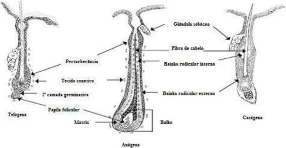 Figura 3 - Mudanças estruturais ao longo do ciclo do pêlo. (Adaptado de Everts, 2012) 