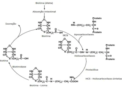 Figura 4 - Metabolismo da biotina. (Pacheco-Alvarez et al., 2002)