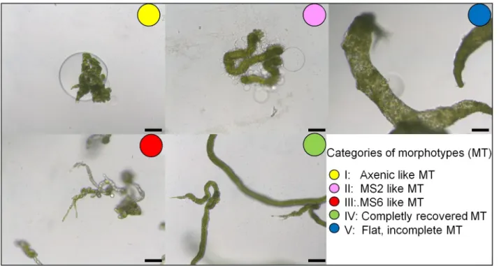 Fig 4. Screening of morphogenesis inducing bacteria in 96 microarray plates isolated from the surface of U