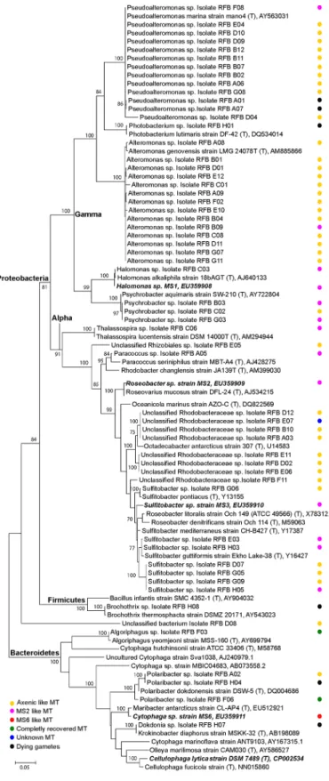 Fig 5. Phylogenetic tree of the isolated bacteria. Maximum likelihood phylogram of isolated and cultivatable bacteria inferred from the 16S rRNA gene
