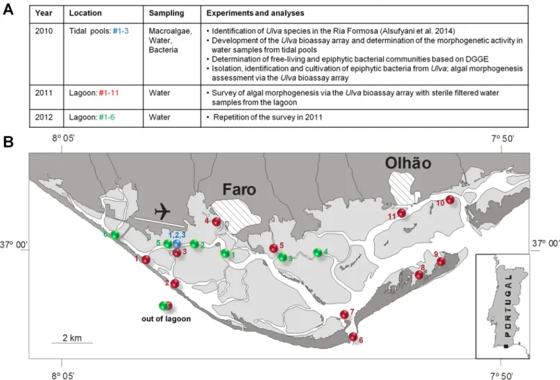Fig 2. Ria formosa lagoon. (A) Scheme and purpose of sampling. (B) The morphogenetic activity of sterile-filtered water collected from several sampling sites within the lagoon [(1 – 3: Ramalhete Marine Station, blue dot) in 2010, (1 – 11, red dots) in 2011