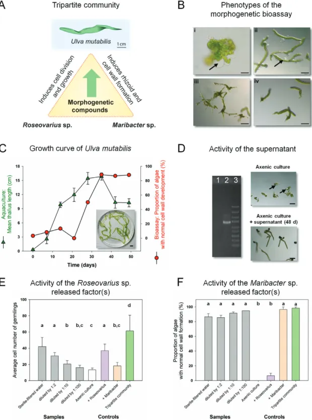 Fig. 1.  Ulva mutabilis as a model organism for bacteria-induced morphogenesis (A) U. mutabilis (‘slender’) and two essential bacteria which release  morphogenetic factors establish a tripartite community