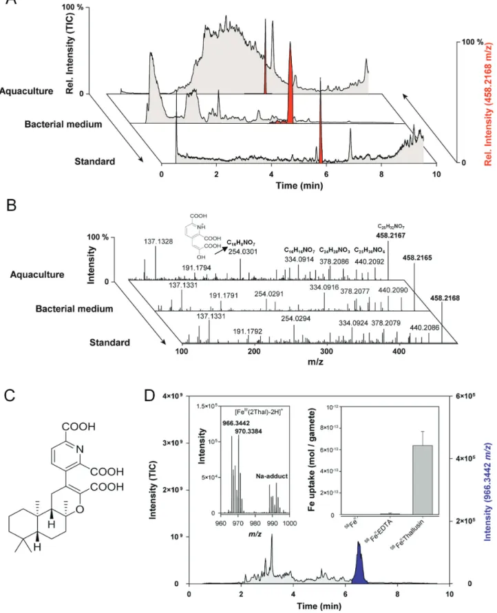 Fig. 2.  Identification of thallusin in the chemosphere of Ulva mutabilis (A) Algal morphogenesis-inducing fractions were analyzed by UHPLC-ESI- UHPLC-ESI-HRMS and compared with the reference standard of thallusin (red: extracted ion chromatograms of 458.2