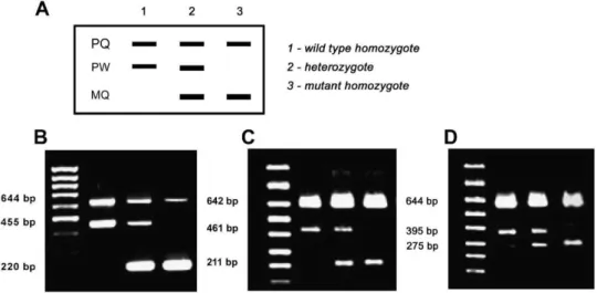 Fig. 1. Predicted band pattern obtained with Bi-PASA genotyping (A). Agarose gel electrophoresis showing results of Bi-PASA genotyping for Asp299Gly (B), Thr399Ile (C) and T-1237C (D).
