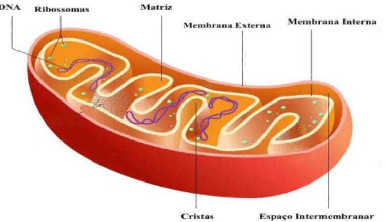 Figura  1 –  Estruturas  da  mitocôndria.  A mitocôndria  possui  duas  membranas: a  membrana interna  e  a  membrana  externa  delimitadas  por  um  espaço  intermembranar