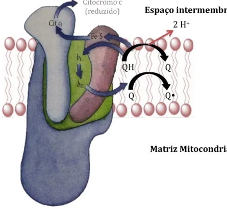 Figura 4  –   Estrutura do complexo III. (Adaptado de Nelson &amp; Cox, 2013). 