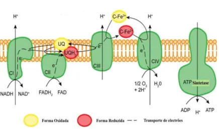 Figura  6  -    Esquema  geral  dos  complexos  (I  ao  V)  da  Cadeira  Respiratória  Mitocondrial