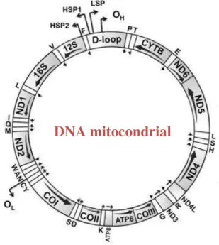 Figura 12 – Estrutura do DNA mitocondrial, com o mapa de genes. ND1-ND6 codificam as subunidades  do  complexo  I;  os  genes  COI,COII  e  COIII  codificam  subunidades  da  citocromo  c  oxidase,  ATP6  e  ATP8 codificam subunidades da ATP sintetase; e c