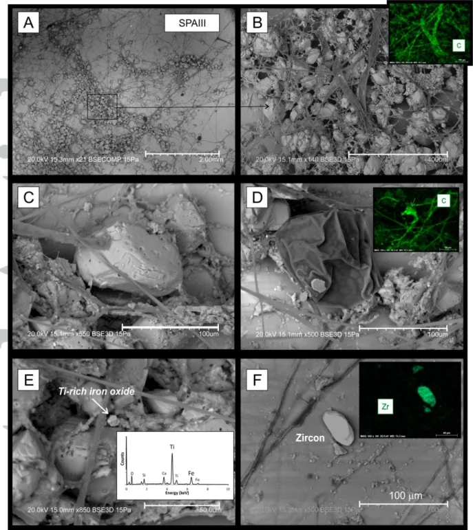 Figure  2. Scanning Electron Microscopy photographs  of the  watch glasses  from  the Penico  cave (same cave as SPA stalactite)