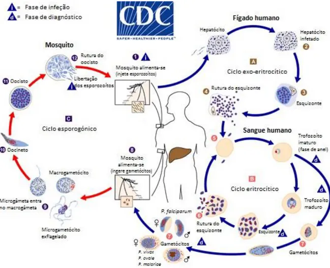Figura 1-4 – Ciclo de vida de Plasmodium, no hospedeiro humano e no vetor. adaptado de Centers for  Disease Control and Prevention