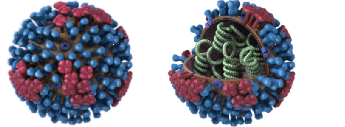 Figura 1  –  Estrutura tridimensional do vírus Influenza (adaptado de (Gulbenkian, 2013))