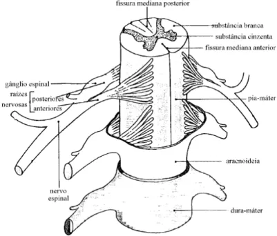 Figura 3 – Aspecto Geral da Espinal Medula  após Secção Transversal  