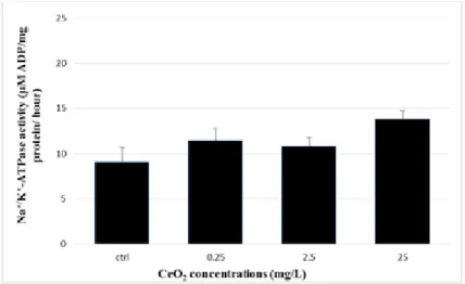 Figure 5- Na + /K + -ATPase activity in kidney after exposed to CeO 2 -NPs. Data  are Means ± S.E
