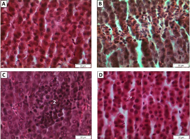 Figure 7 - Histological architecture of the liver of all experimental groups. (A) Control (400x); (B) CeO 2 -NPs at  0.25 mg/L with hemorrhage (1) (400x); (C) CeO 2- NPs 2.50 mg/L with leukocyte infiltration (2) (400x); and (D)  CeO 2 -NPs 25.00 mg/L with 