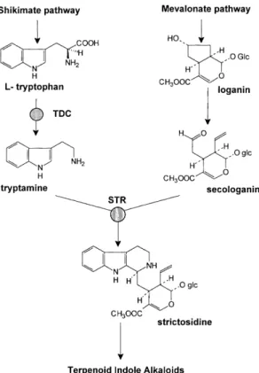 Table 1. Gene constructs and derived cul-
