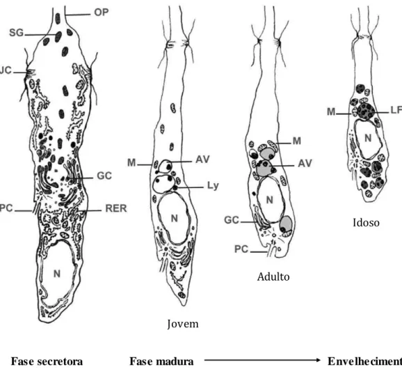 Figur a 5.  Esquema  representativo do ciclo  de vida  do odontoblasto humano. Du rante o desenvolvimento  do  dente, os odontoblastos secretores são as células “formadoras de dentina”