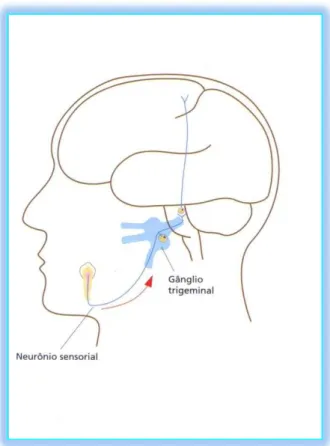 Figura  10. Ilustração do neurónio sensorial. Fonte: http://www.professorapatriciaruiz.com   