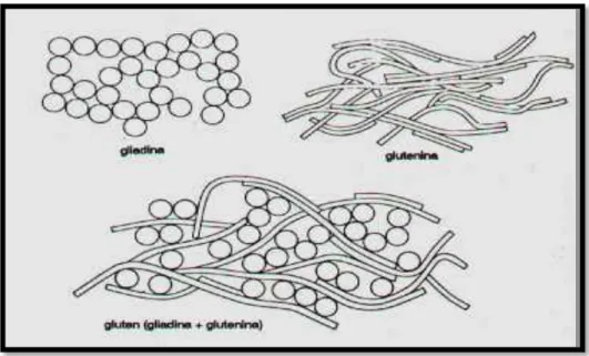 Figura 5: Proteínas do glúten: gliadina, glutenina e glúten (Fonte: BOBBIO, P.A; 