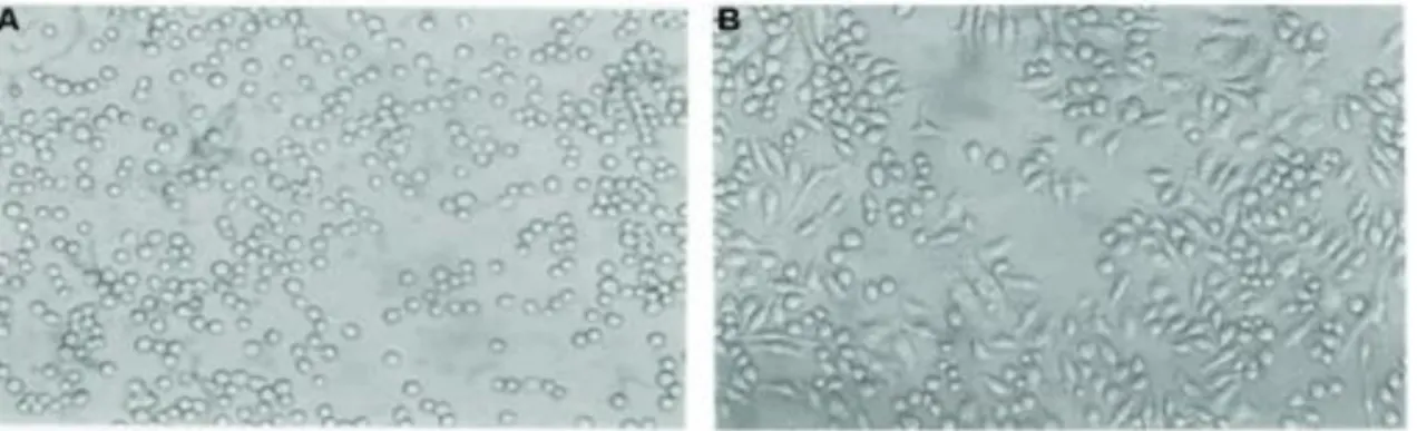 Figure 2 :A: THP-cells, B: THP-1 differentiated into macrophages after treatment with PMA