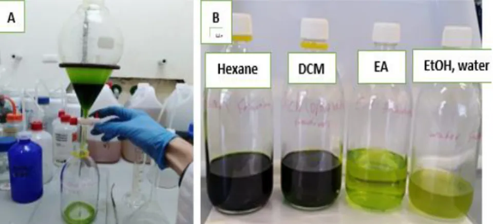 Figure 4 -A: The process of collecting the fractions. B: Fractions obtained. 