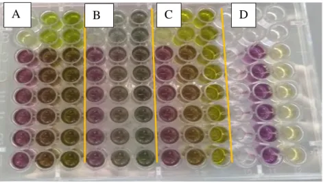 Figure 6 : Antioxidant assay performed for ethyl acetate extracts at 10,5 and 1 mg/mL on the same plate