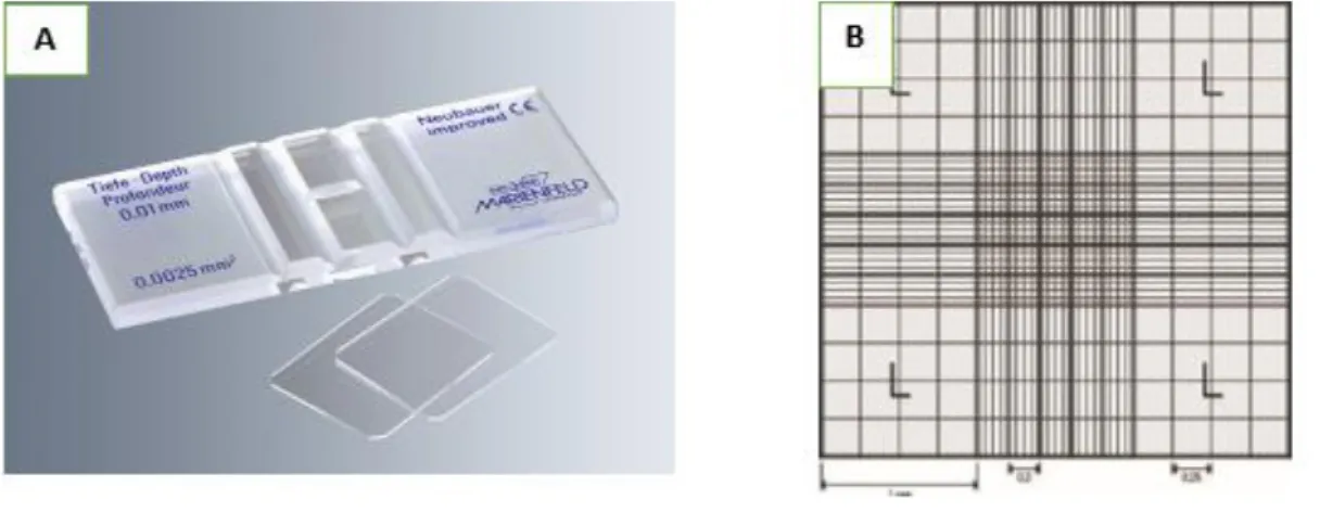 Figure 7 :  Neubauer counting chamber. The average count of the cells in  squares  multiplied by 10000  gives a number of cells per mL (A) (source: www.trade21.com; www.fishersci.co.uk) 