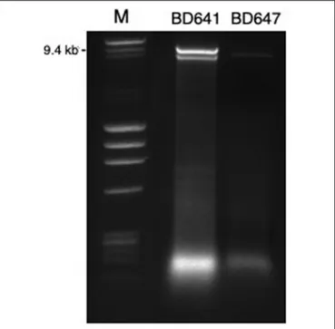 FIGURE 1 | DsRNA profiles found in Halophytophthora isolates BD641 (1) and BD647 (2). DsRNA bands were visualized by gel electrophoresis (120 V;