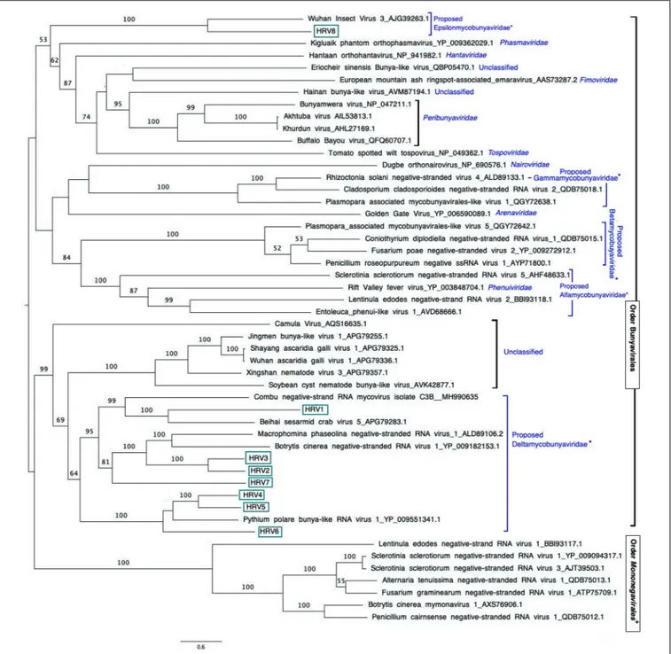 FIGURE 3 | Maximum likelihood tree (RAxML) depicting the phylogenetic relationship of the predicted RdRp of Halophytophthora viruses with other complete RdRp belonging to related (–) ssRNA viruses from the orders Bunyavirales and Mononegavirales