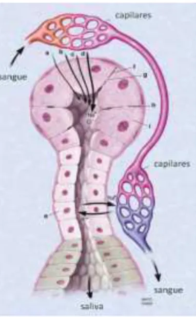 Figura 5: Mecanismos de transporte de biomoléculas do soro para os ductos das glândulas salivares