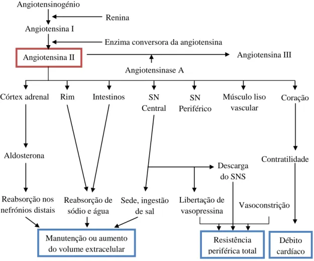 Figura 5: Representação esquemática do sistema renina-angiotensina-aldosterona  (Modificado de Vikrant &amp; Tiware, 2001) 