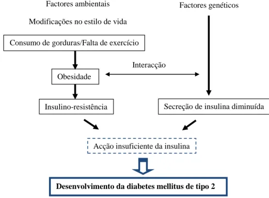 Figura 11: Etiologia e fisiopatologia da diabetes mellitus de tipo 2 (Adaptado de Kaku, 2010) Consumo de gorduras/Falta de exercício 