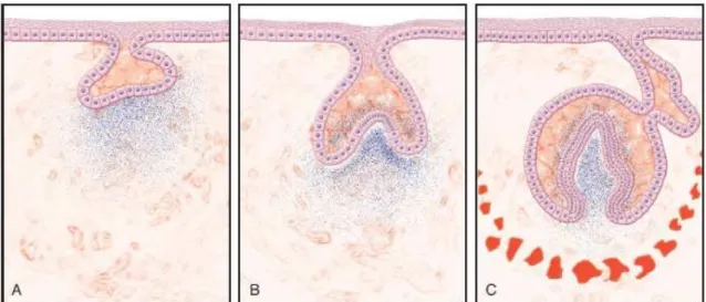 Figura 2  –  Representação esquemática das 3 fases de desenvolvimento coronal da odontogénese  Fonte: Hargreaves, K., &amp; Berman, L