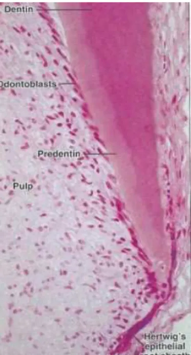 Figura 3 - Imagem histológica da formação da HERS a partir da ansa cervical  Fonte: Nanci, A