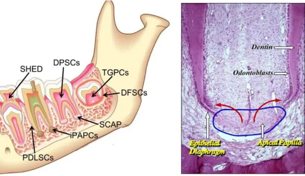 Figura  6  (esquerda)  –   Ilustração  esquemática  das  potenciais  fontes  de  células  estaminais  no  ambiente oral
