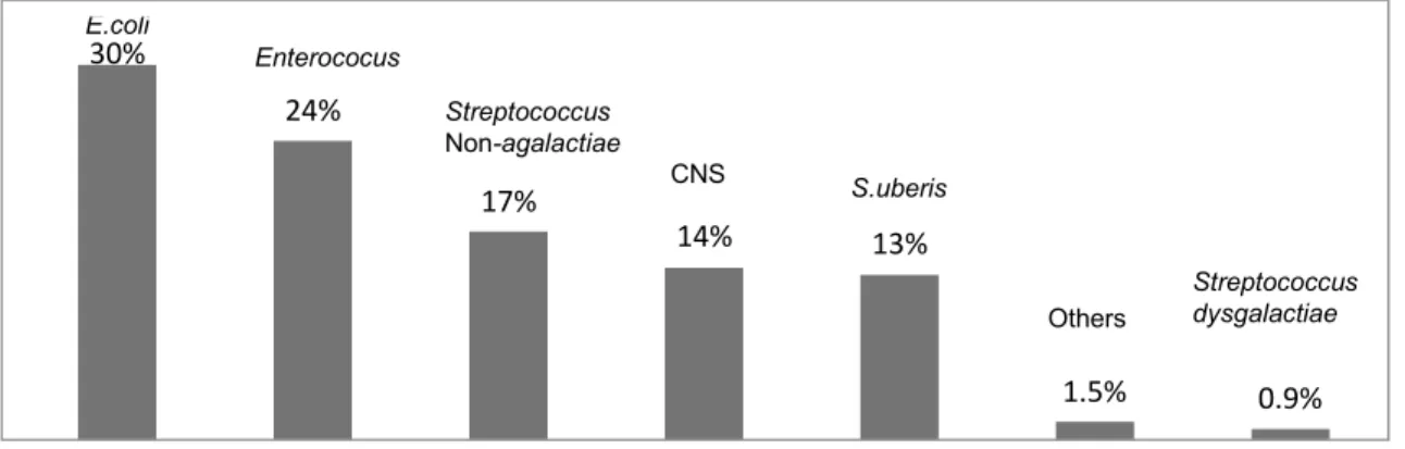 Figure 2. Percentage distribution of isolated environmental agents (n=689) in the analyzed milk  samples (CNS, Coagulase-negative Staphylococci)