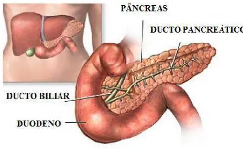 Figura 5: Pâncreas (adaptado de Lambert, 2006) 
