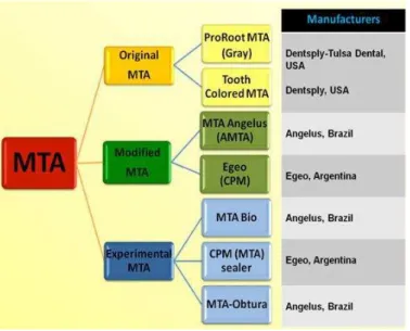 Figura 2 – Esquema representativo dos diferentes tipos de preparação de MTA disponíveis no mercado  (Adaptado de Malhotra, Agarwal &amp; Mala, 2013b)