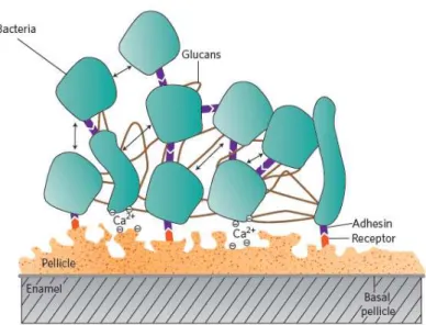 Figura 7 – Organização estrutural da placa bacteriana. As bactérias aderem à pelicula adquirida  e entre si através de pontes de cálcio e recetores específicos (roxo e vermelho)