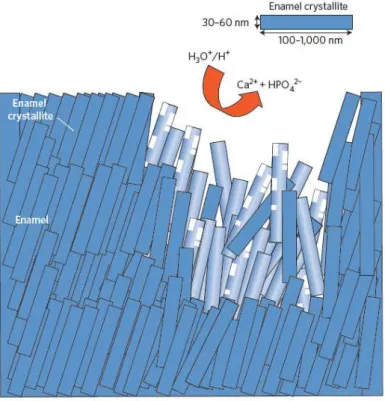 Figura 8 – Erosão dos prismas de esmalte. Na presença de concentrações elevadas de H + , baixo  pH, ocorre dissolução dos cristais de esmalte (azul claro) resultando na libertação de cálcio e  fosfato