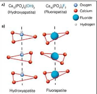 Figura 1: Conformação espacial dos cristais de hidroxiapatite e de fluorapatite 