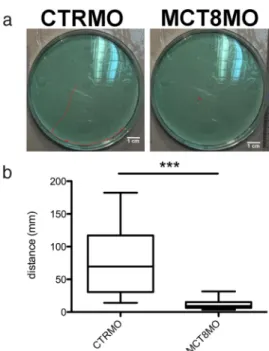 Figure 8. mct8 morphants have impaired mobility at 72 hpf. A, Typical image depicting the total distance covered in 2 minutes by  72-hpf wild-type zebrafish embryos or embryos microinjected with either CTRMO or MCT8MO