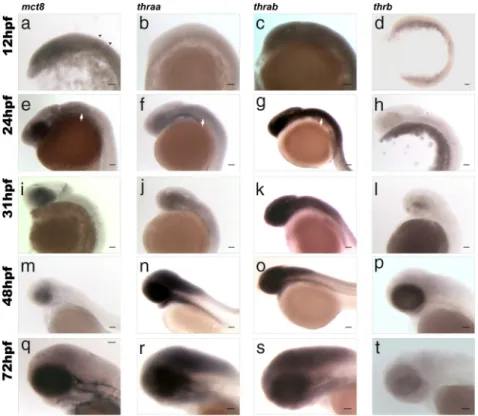 Figure 1. Lateral views of zebrafish embryos at 12 (A–D), 24 (E–H), 31 (I–L), 48 (M–P), and 72 (Q–T) hpf showing results of WISH for expression of mct8 (A, E, I, M, and Q), thraa (B, F, J, N, and R), thrab (C, G, K, O, and S), and thrb (D, H, L, P, and T)