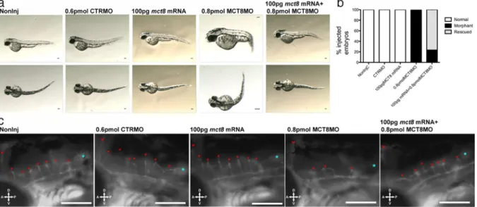 Figure 4. MCT8MO phenotype is rescued by MCT8 mRNA coinjection. A, Lateral (upper row) and dorsal (lower row) bright-field images of Tg(fli1:EGFP) 48-hpf zebrafish embryos noninjected and CTRMO (0.6 pmol), mutated mct8 mRNA (100 g), MCT8MO (0.8 pmol), or m