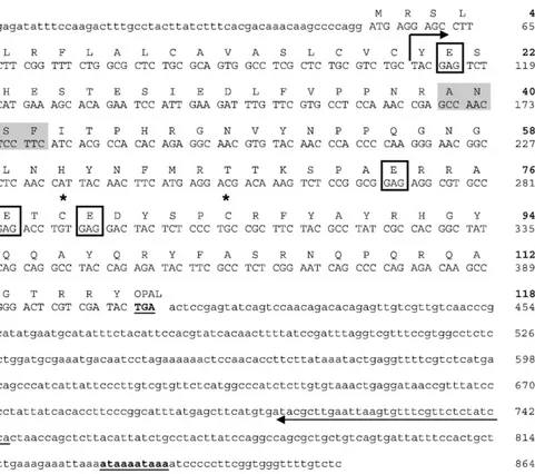 Fig. 1. Nucleotide sequence of the cDNA encoding turbot mgp. The cDNA was obtained by a combination of RT-PCR and RACE ampliﬁcation