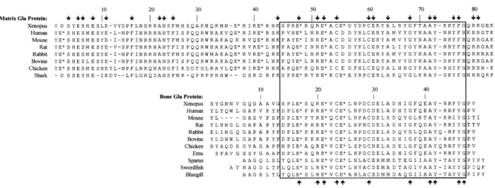 FIG. 5. Protein sequence comparison between mature sequences from all known MGPs and selected BGPs representing different phylogenetic groups